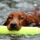 Setterhündin beim Wasserapport