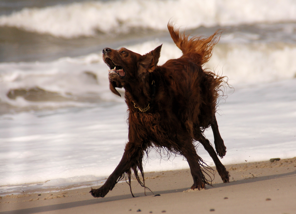 Setterpower am Strand