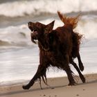 Setterpower am Strand