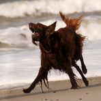 Setterpower am Strand