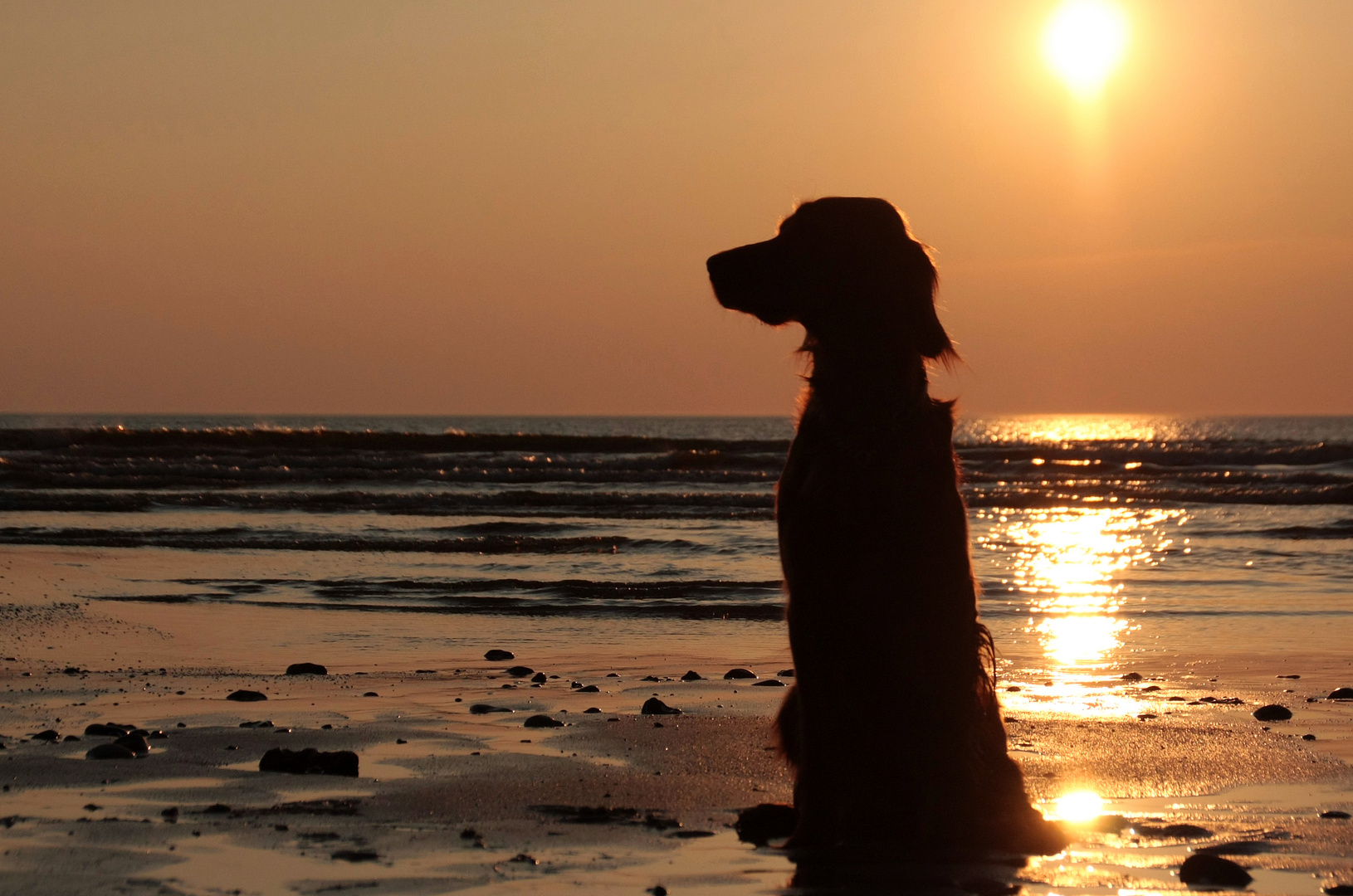 *Setter~Silhouette*