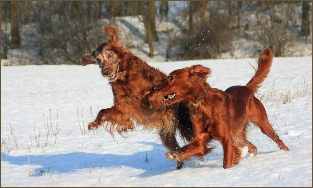 *Setterspielchen im Schnee*