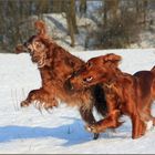 *Setterspielchen im Schnee*