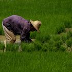Setzen der Reispflanzen