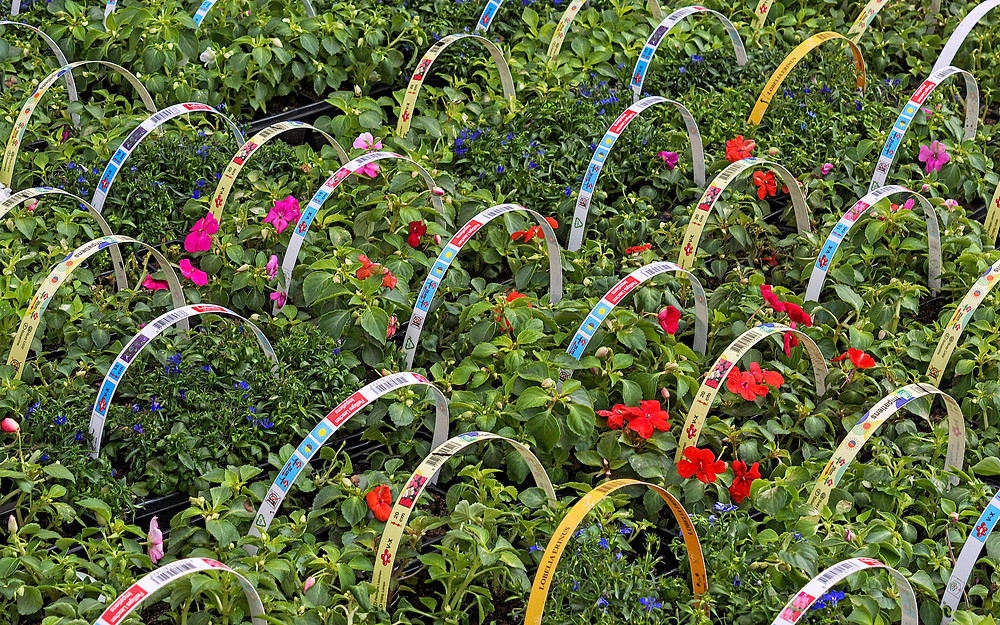 Setzlinge - Kehler Markt / Plants _ Marché de Kehl