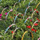 Setzlinge - Kehler Markt / Plants _ Marché de Kehl