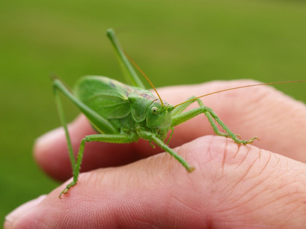 setzte sich auf meine Hand