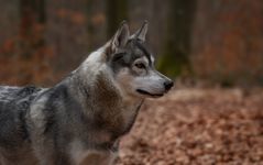 Seufz. meine Saphira.....