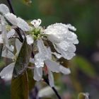 seufzender Amelanchier