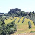 seul au milieu de la campagne toscane