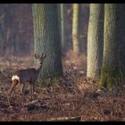 Seul dans la foret.