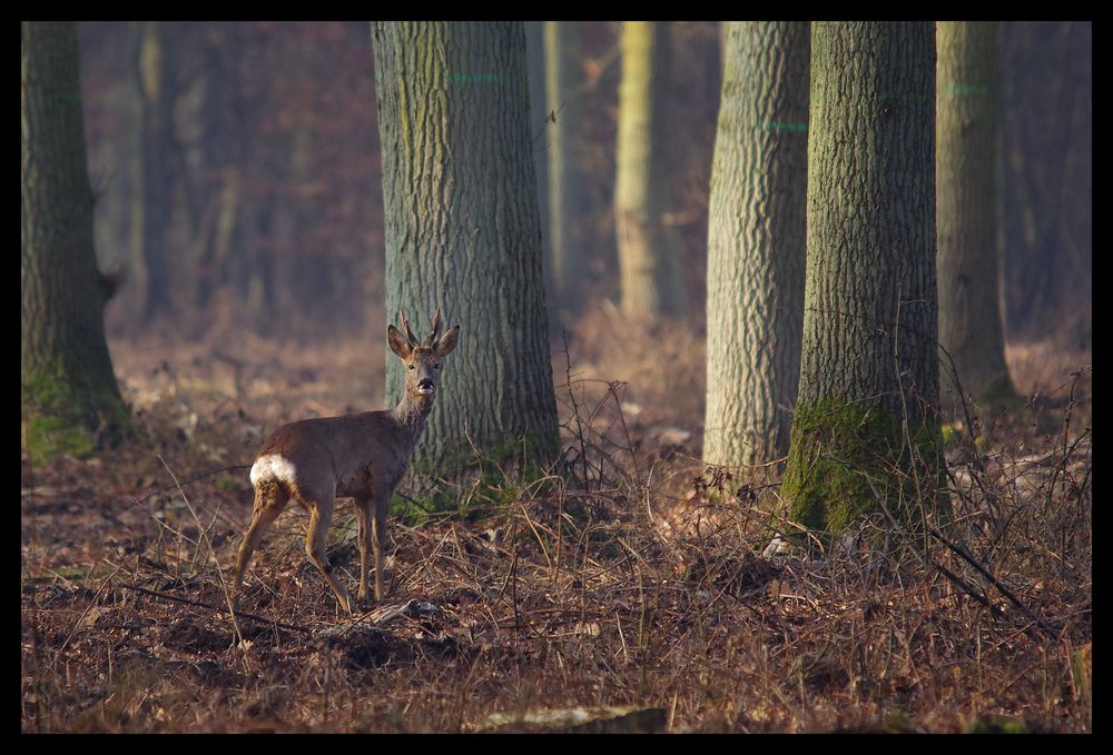 Seul dans la foret.