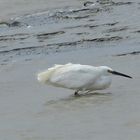 Seul dans la mer de boue ...