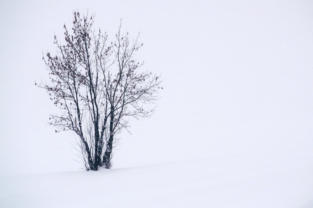 Seul dans la neige