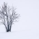 Seul dans la neige