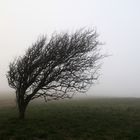 Seul dans la tempête et le brouillard