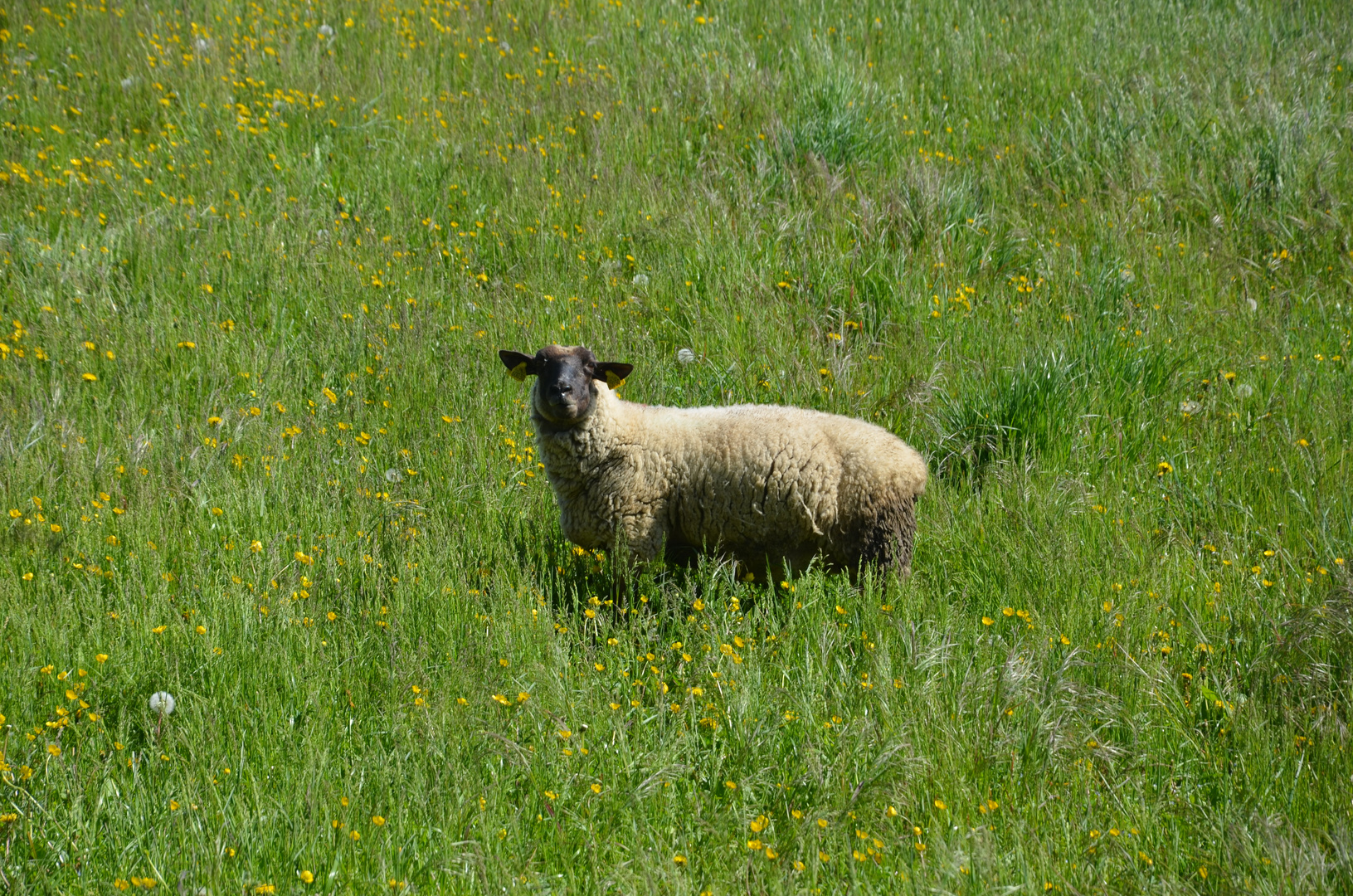 Seul Dans Le Pré