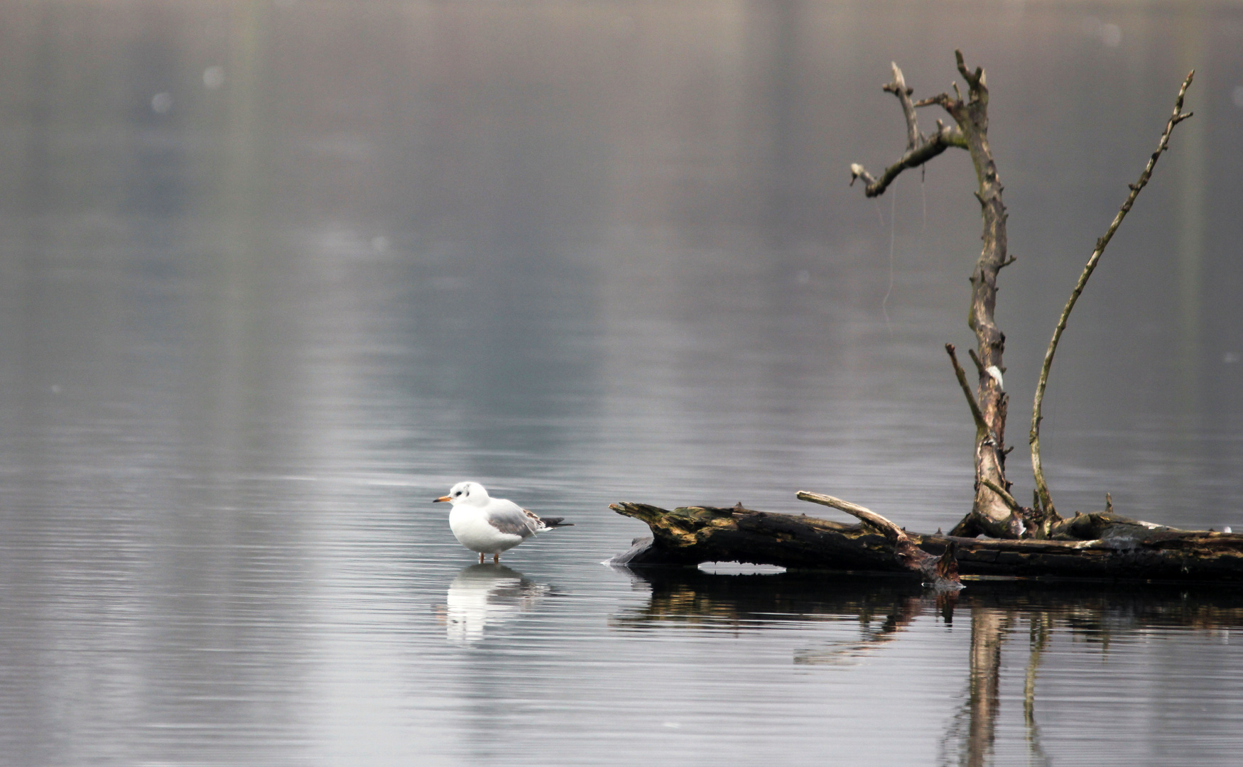 seul les pieds dans l eau