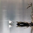 seul les pieds dans l eau