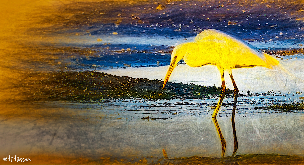 Seul un oiseau blanc ... Connait le coeur de l'ocean ... Oui seul un oiseau blanc