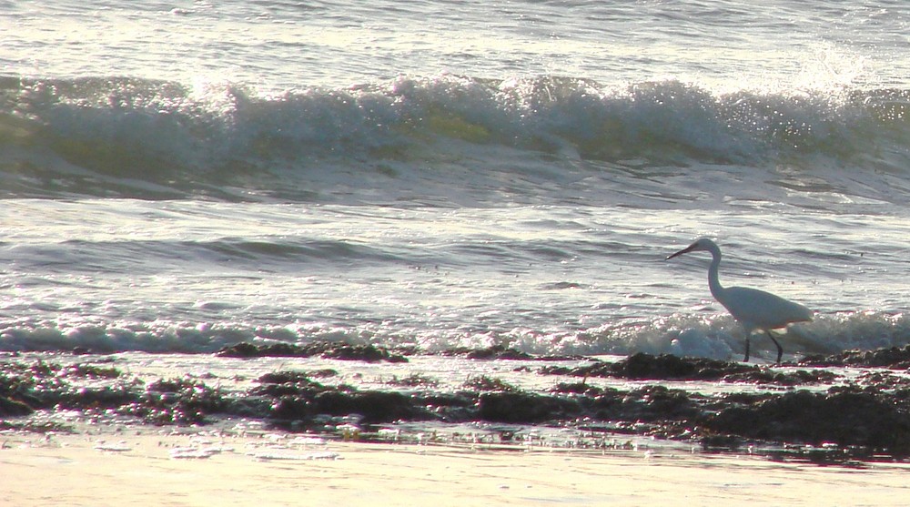 Seule sur la plage...les pieds dans l'eau.