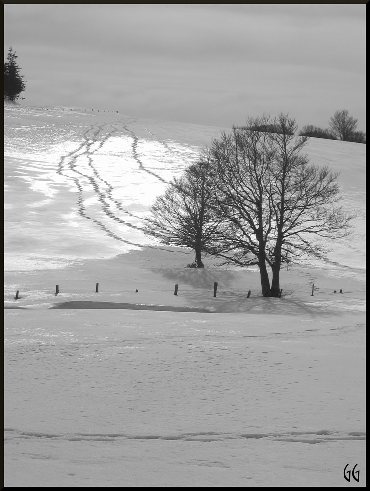 Seule sur l'Aubrac...