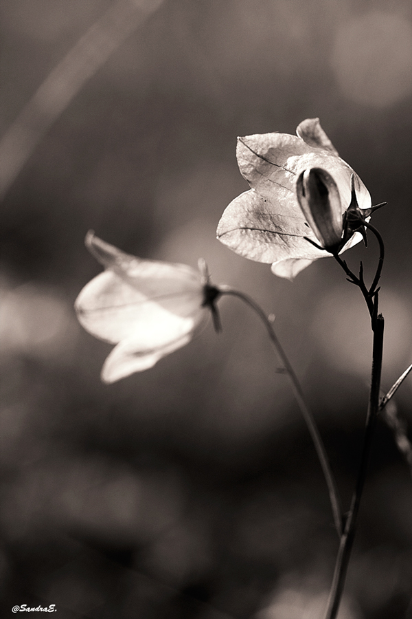 seulement une fleur (n/b) ....