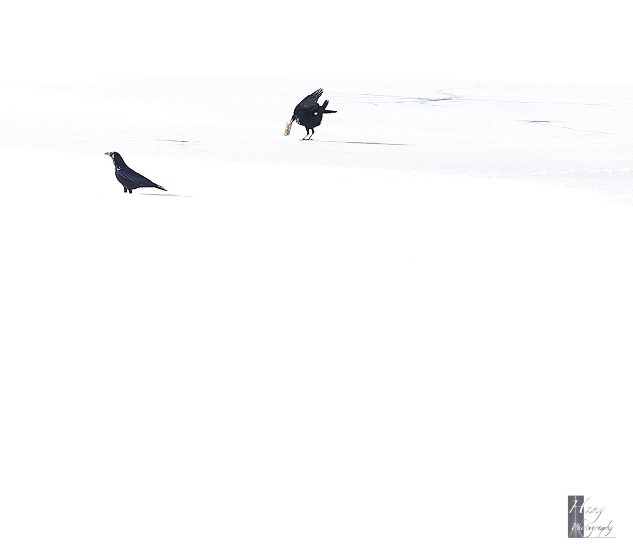 Seuls dans la neige