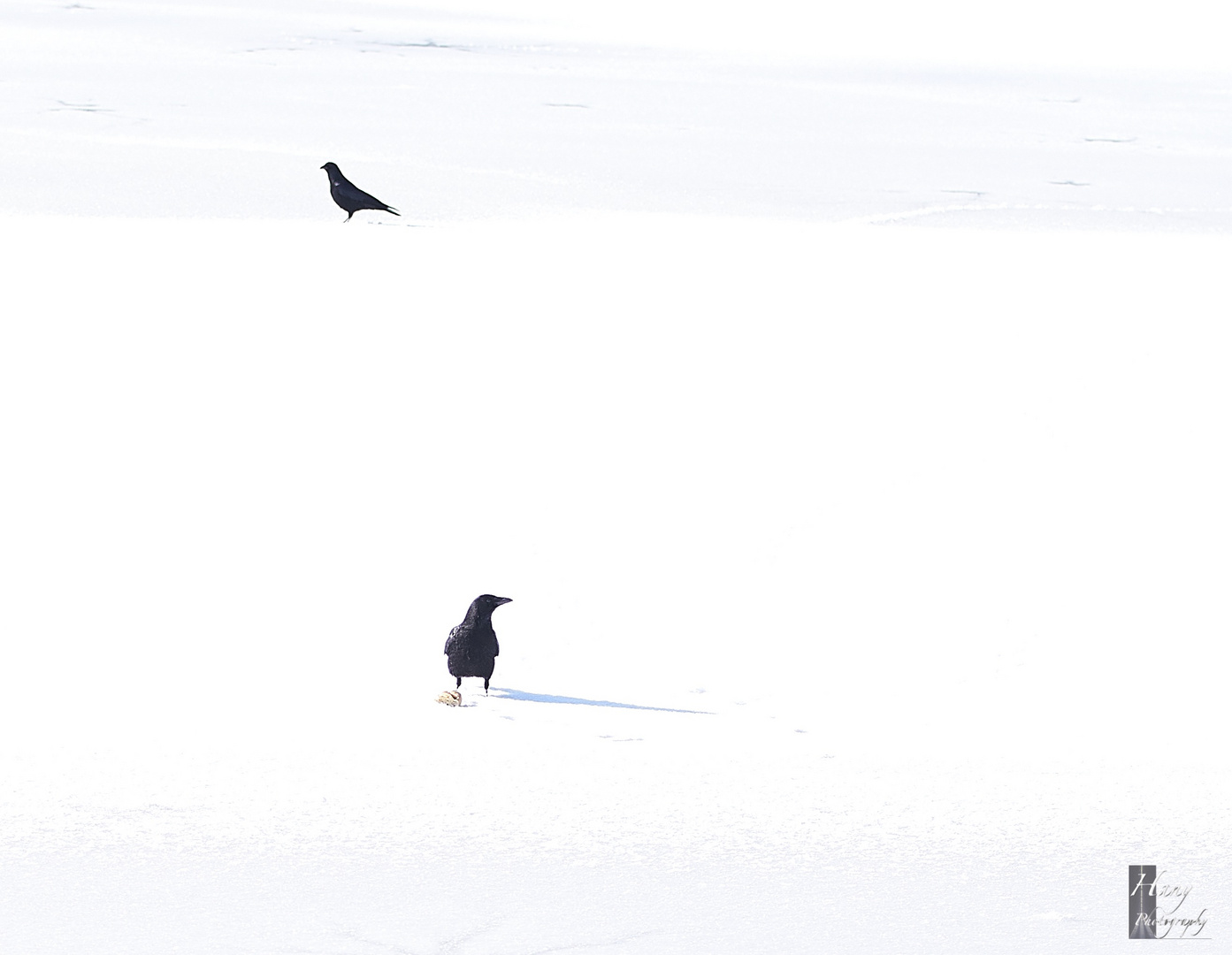 Seuls dans la neige