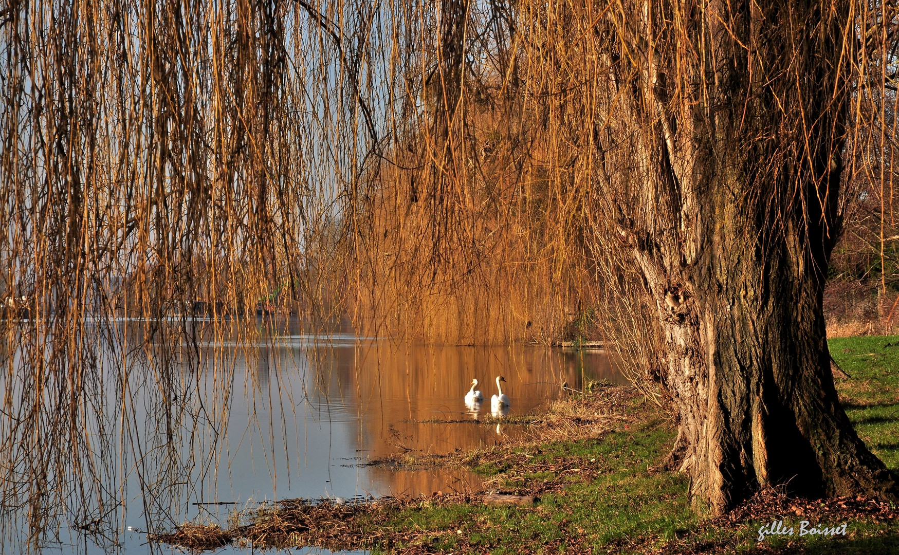 seuls sous les saules