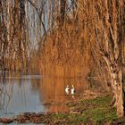 seuls sous les saules