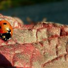 Seven-spot Ladybird.