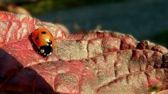 Seven-spot Ladybird.