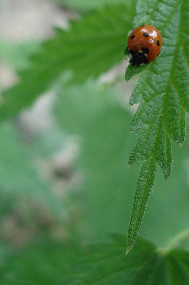 seven-spot ladybird