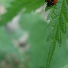 seven-spot ladybird