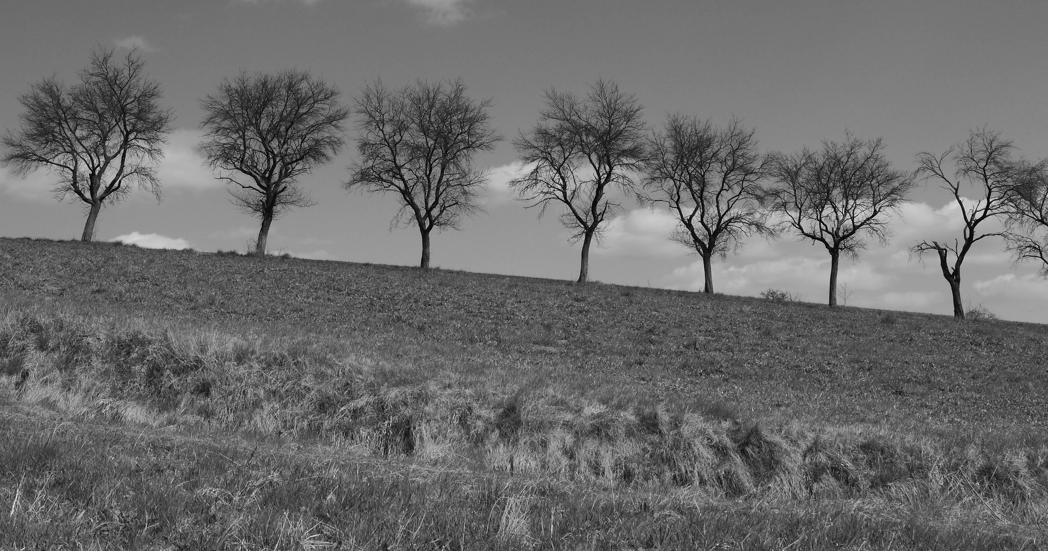 seven trees