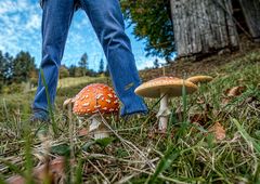 Sevie_mit_Fliegenpilz