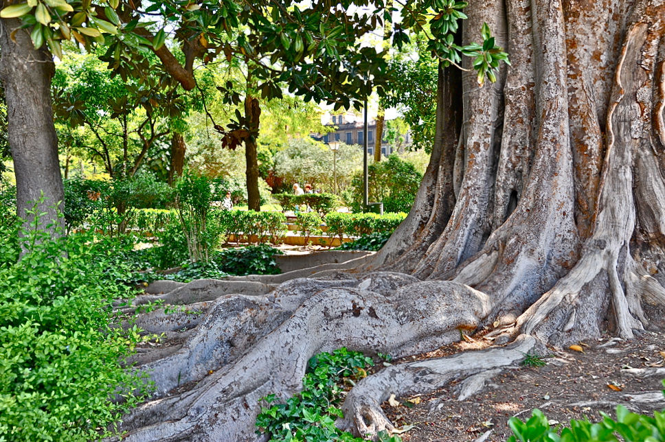 Sevilla 12 - uralte Bäume mit ausladenden Wurzeln