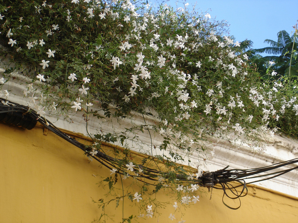 Sevilla: en blanco y amarillo