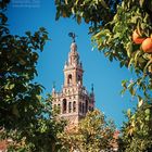 Sevilla - La Giralda