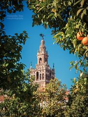 Sevilla - La Giralda