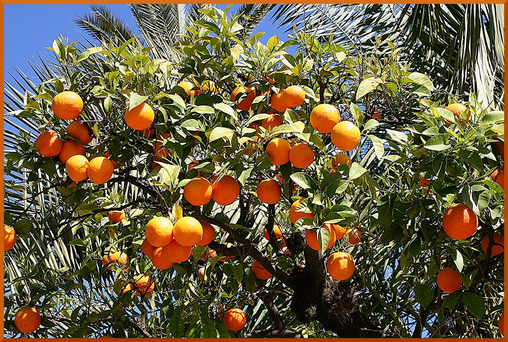 Sevilla - Orange