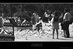 Sevilla´s - Tauben