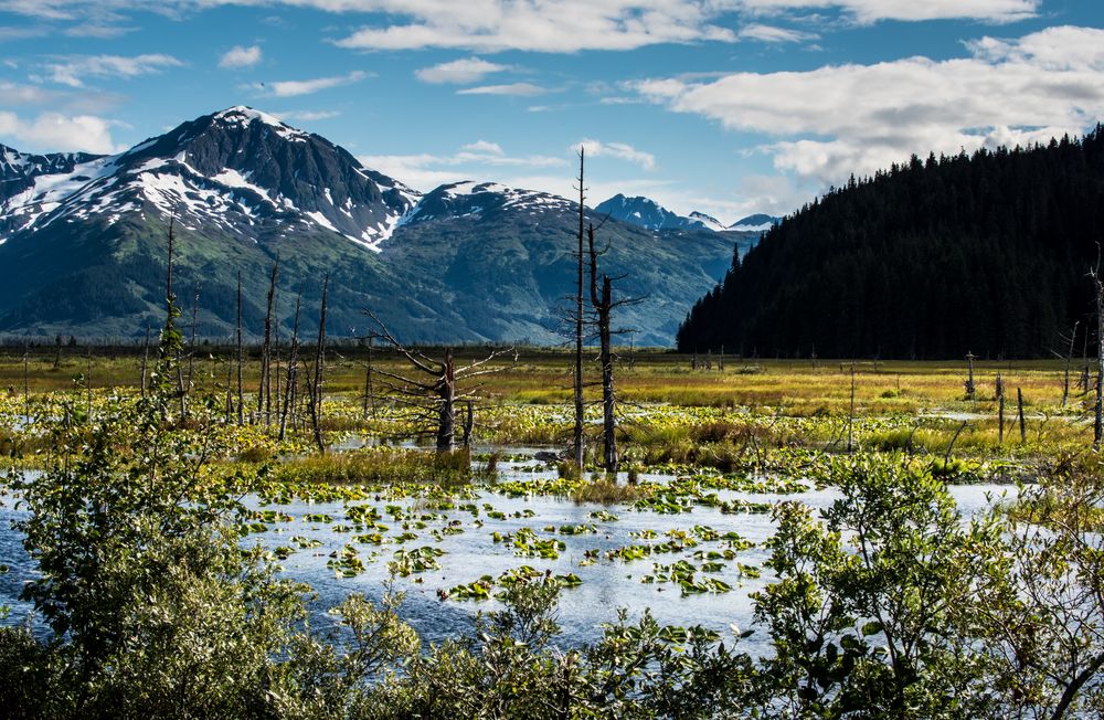 Sewardhwy, Anchrage, Alaska DSC_0834