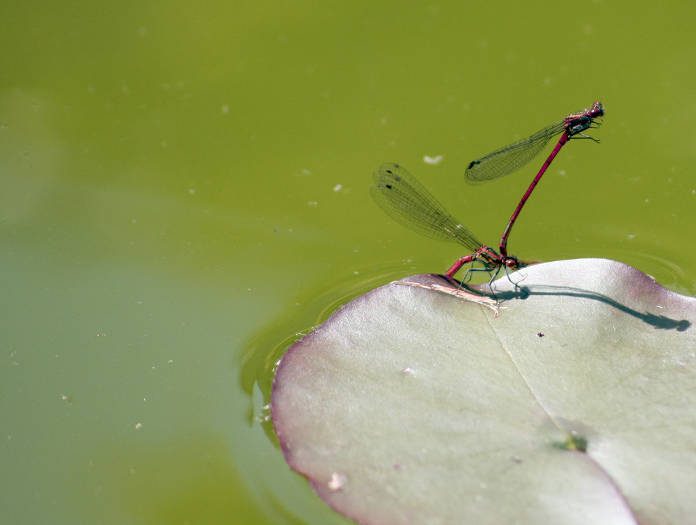 Sex am Gartenteich