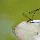 Sex am Gartenteich