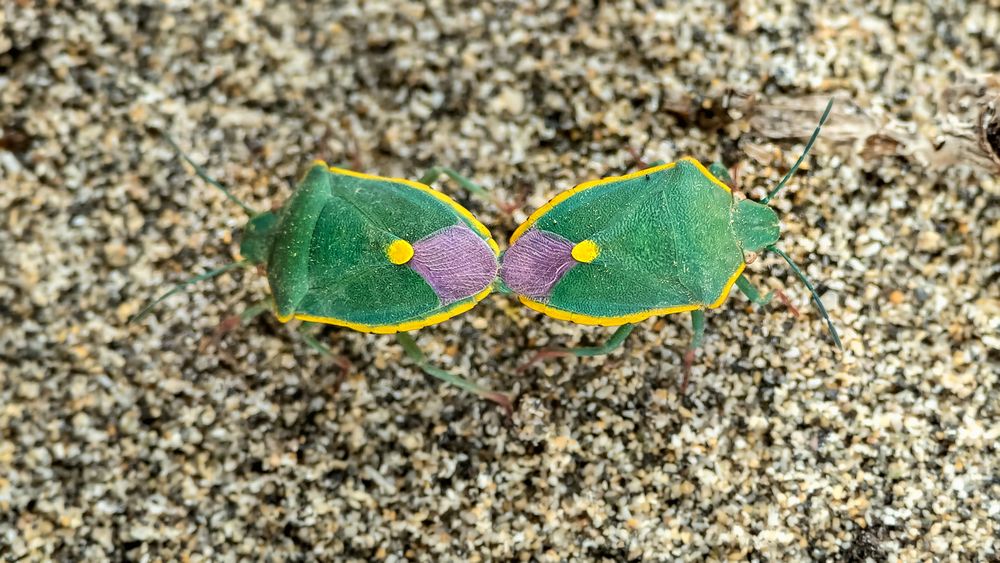 Sex am Strand im Sand