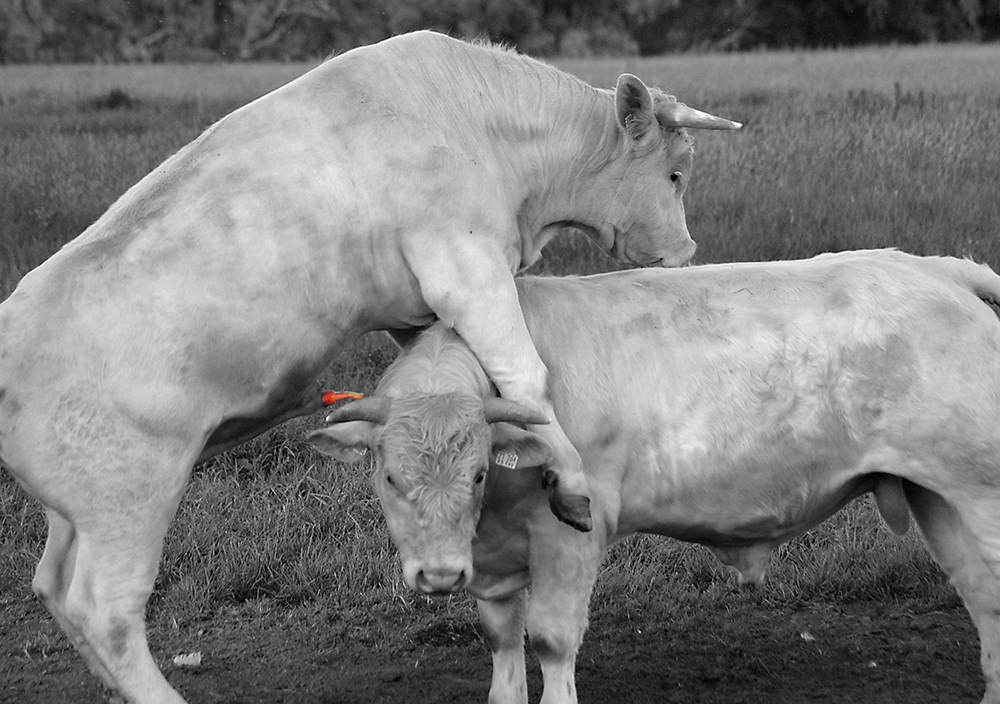 Sex auf dem Bauernhof