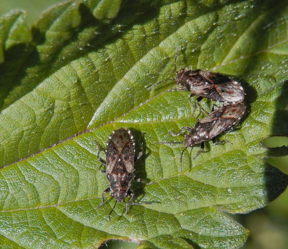 Sex auf der Brennessel - Brennesselwanze Heterogaster urticae