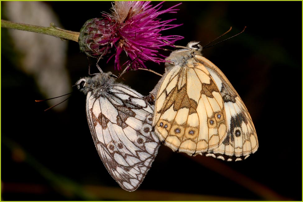 sex auf der wiese